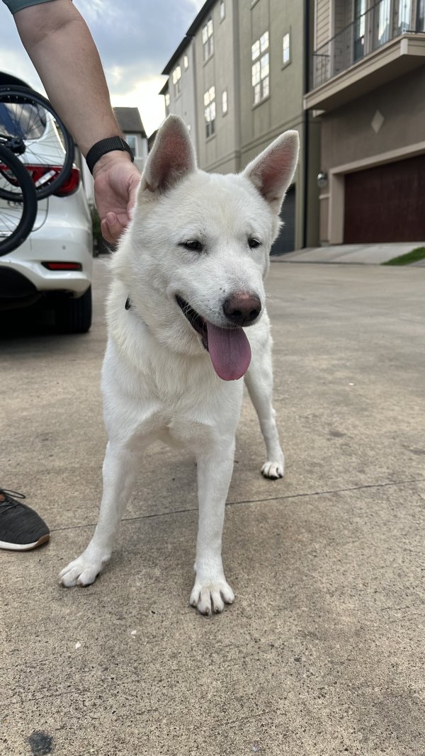 Safe Mutt in Houston, TX