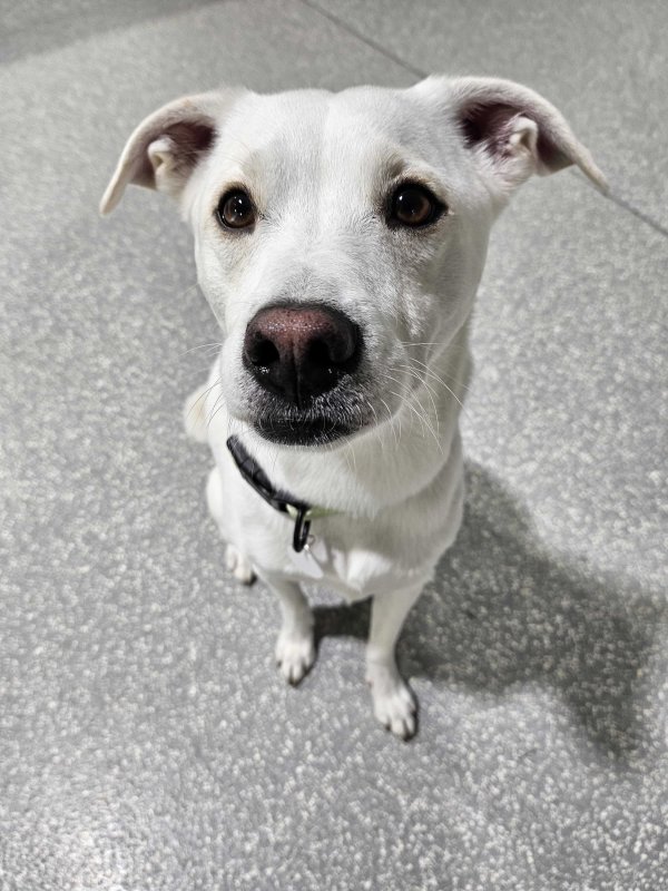 Safe Italian Greyhound in Long Beach, CA