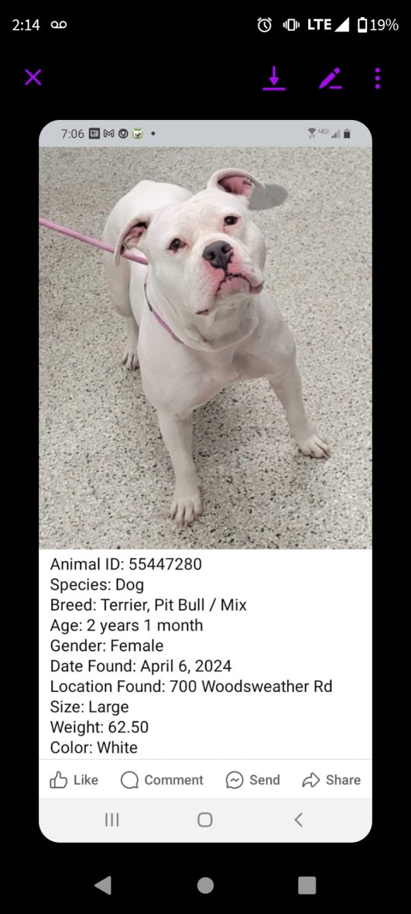 Lost Pit Bull in Kansas City, MO