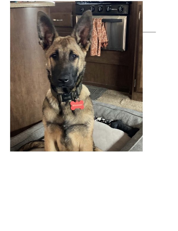 Safe German Shepherd Dog in Ripon, CA