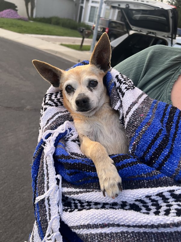 Found Chihuahua in Brentwood, California