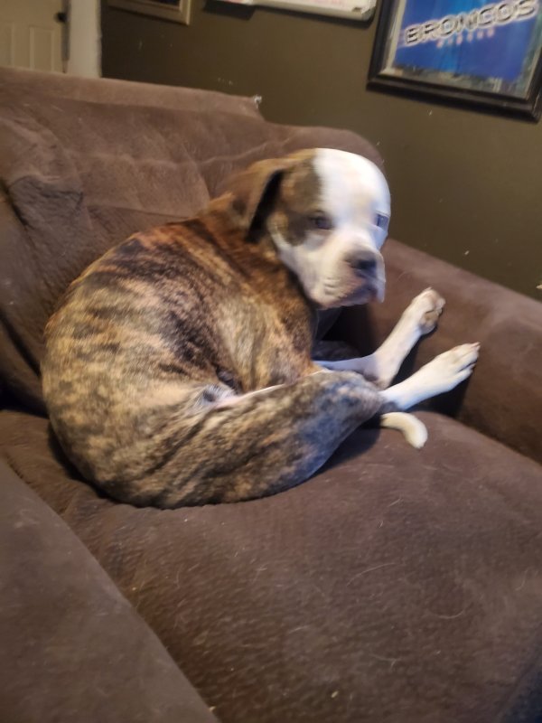 Lost American Bulldog 