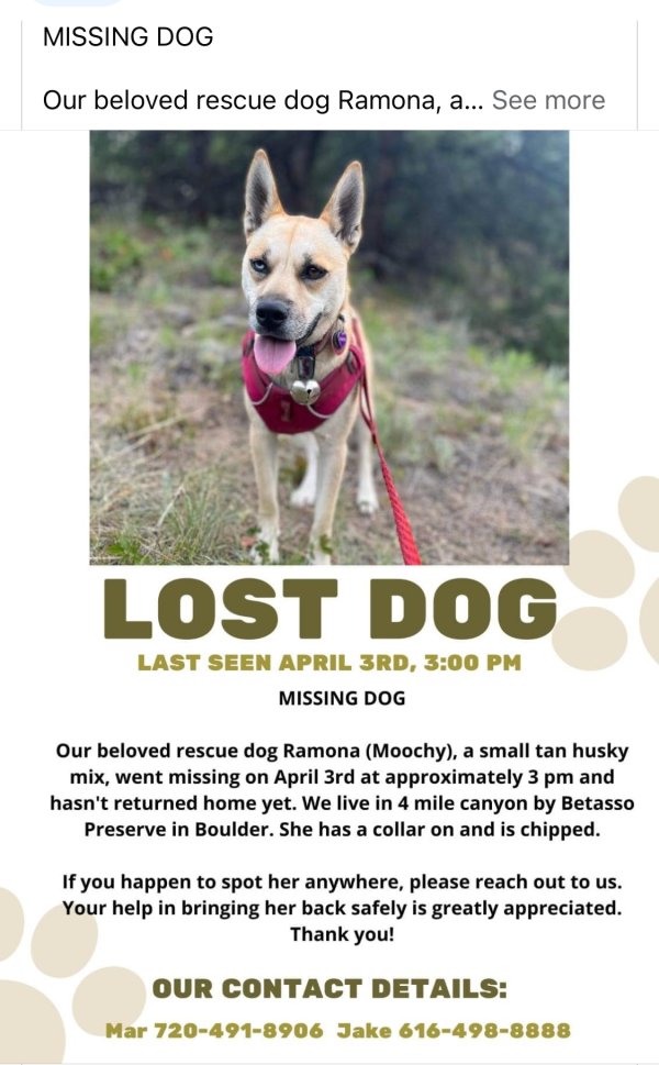 Lost Mutt in Boulder, CO
