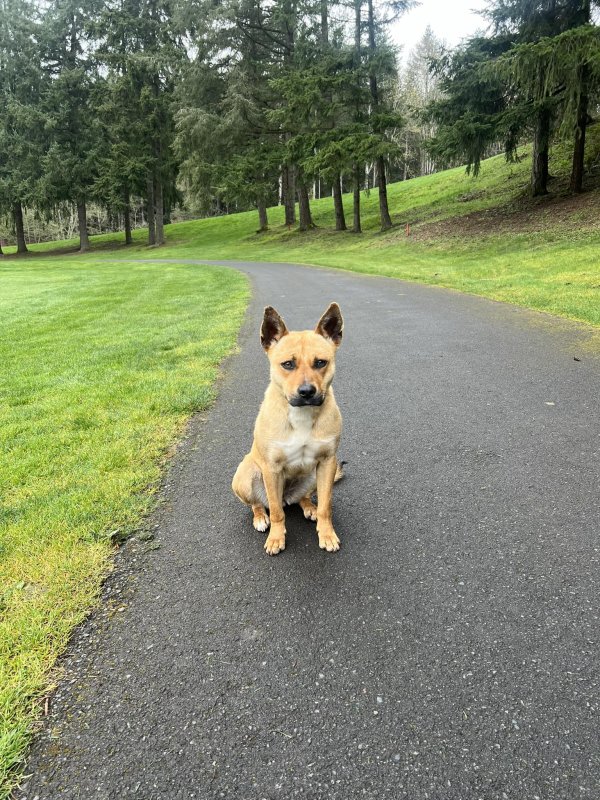 Found Australian Cattle Dog in Marysville, WA