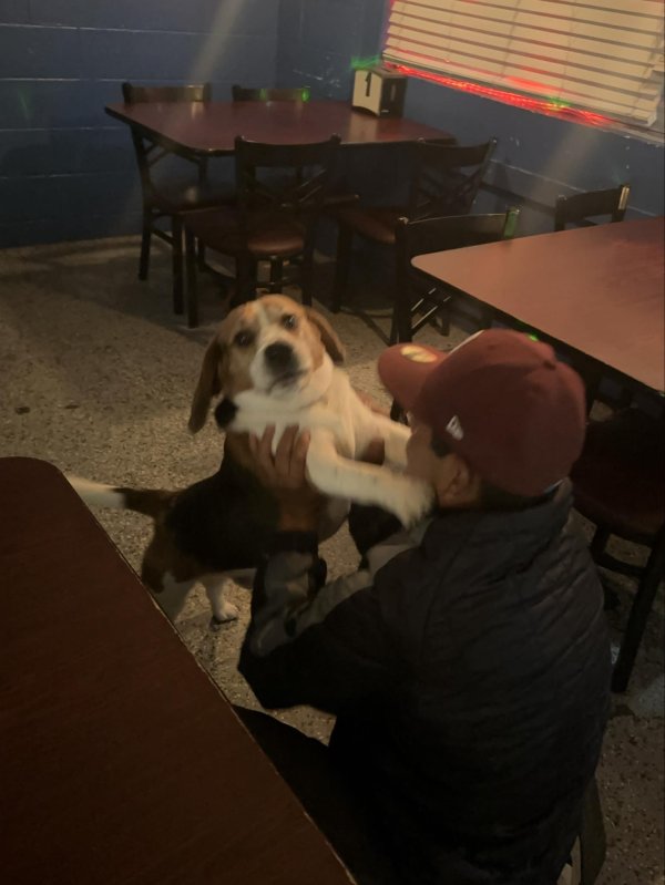 Found Beagle in California