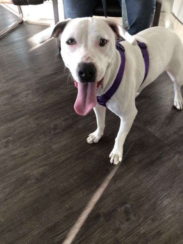 Found Mutt in Culver City, CA