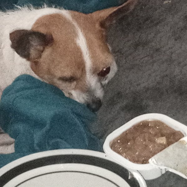 Safe Chihuahua in Los Angeles, CA
