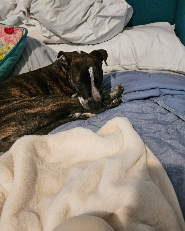Safe American Staffordshire Terrier in Wilmington, NC
