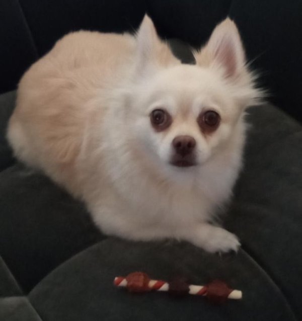 Stolen Pomeranian in Barstow, CA