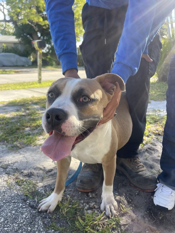 Found Pit Bull in Fort Lauderdale, FL