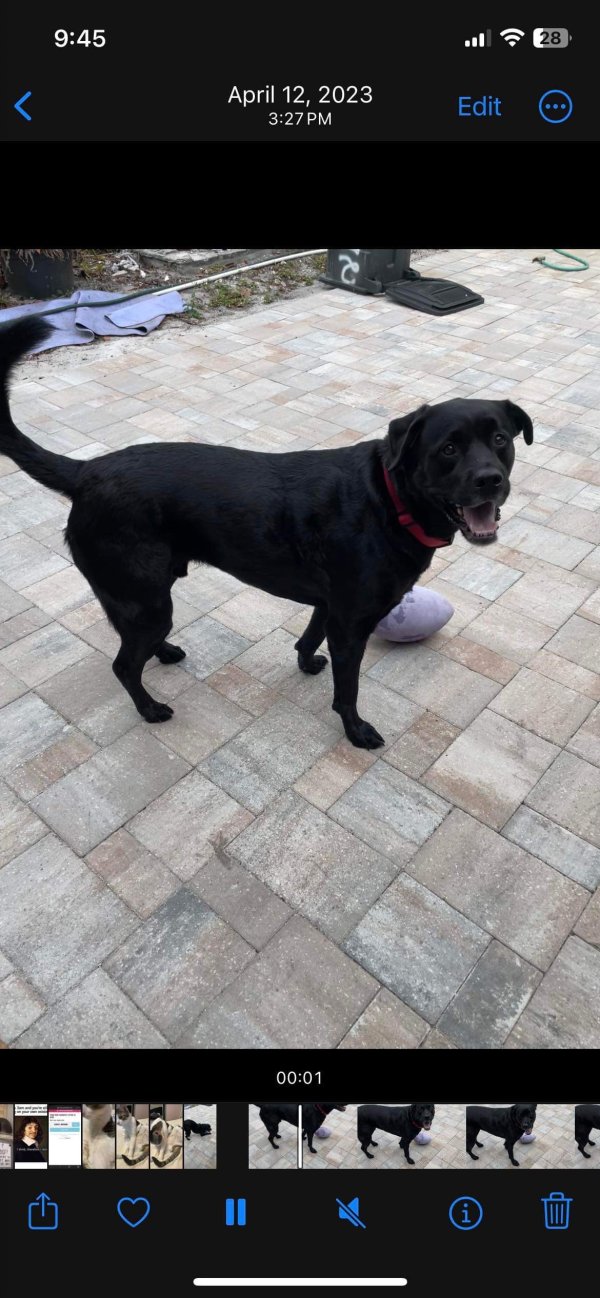 Lost Rottweiler in Sarasota, FL