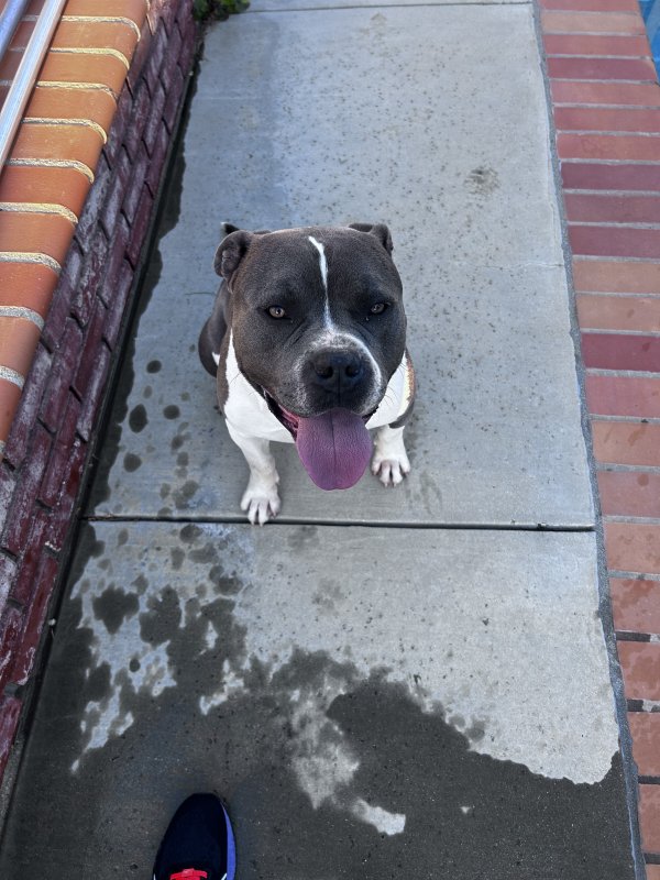 Found Pit Bull in Lancaster, CA