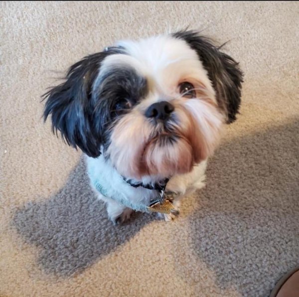 Lost Shih Tzu in Murrieta, CA