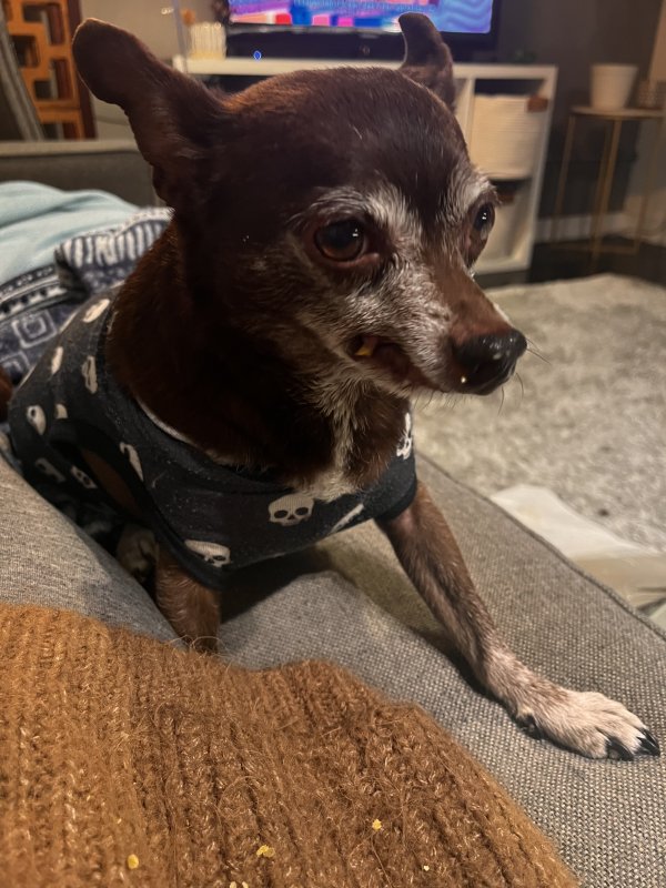 Lost Chihuahua in Walnut, CA