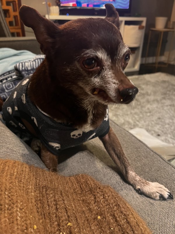 Safe Chihuahua in Walnut, CA