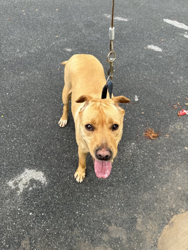 Found Dog in Atlanta, GA