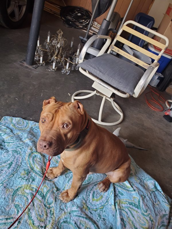 Lost Pit Bull in Tennessee