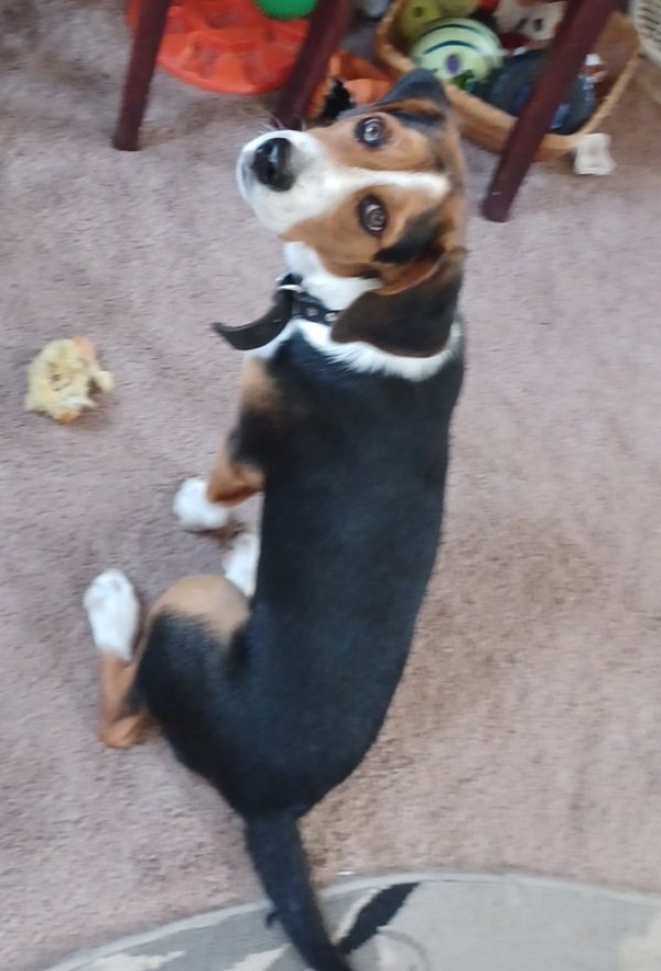 Safe Beagle in Pendleton, KY
