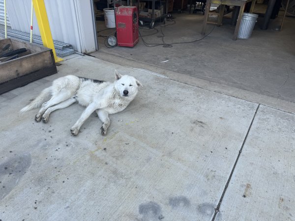 Found Siberian Husky in Selma, CA