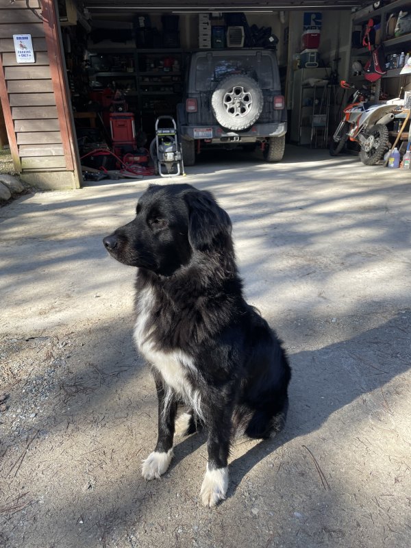 Found Mutt in Athol, ID