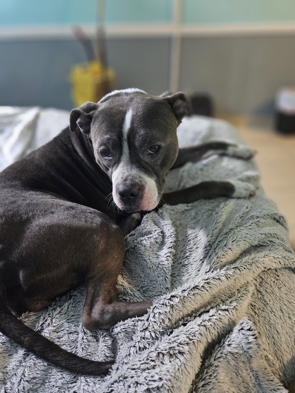 Safe Pit Bull in Las Vegas, NV