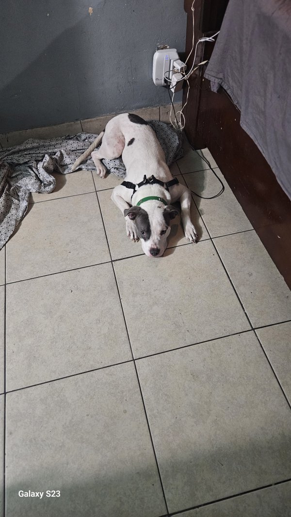 Stolen Pit Bull in Las Vegas, NV