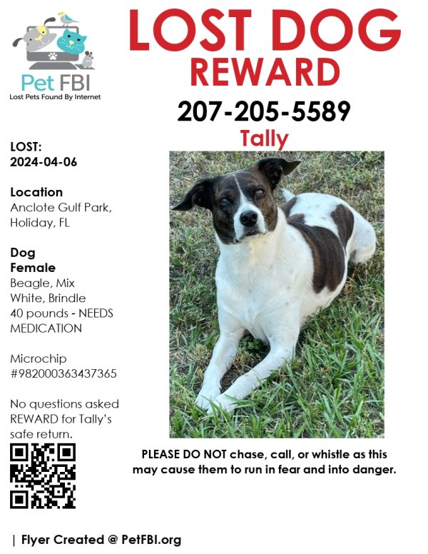 Safe Beagle in Holiday, FL