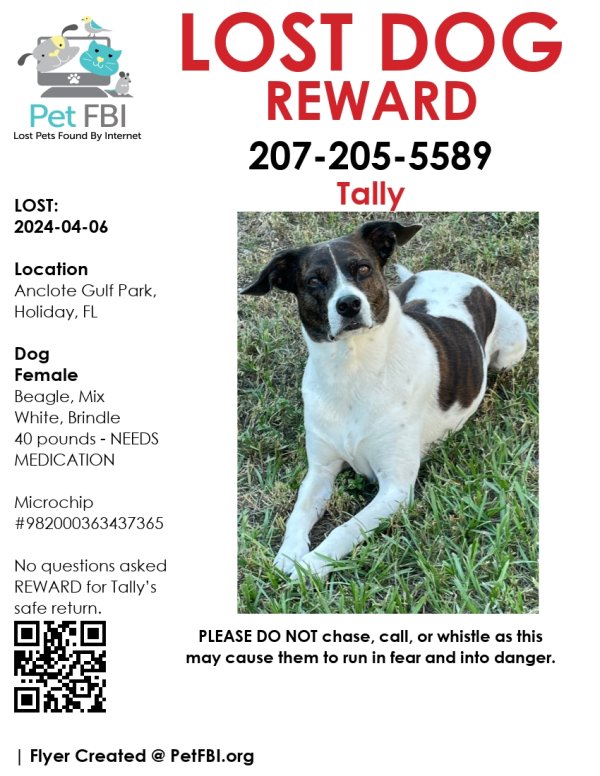 Lost Beagle in Holiday, FL
