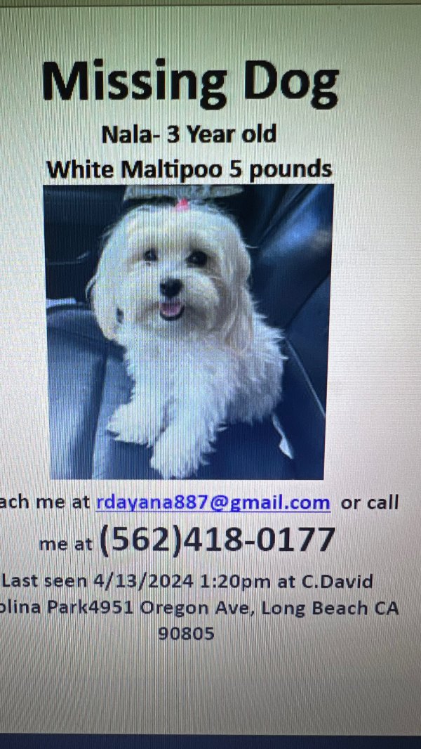 Stolen Maltese in Long Beach, CA