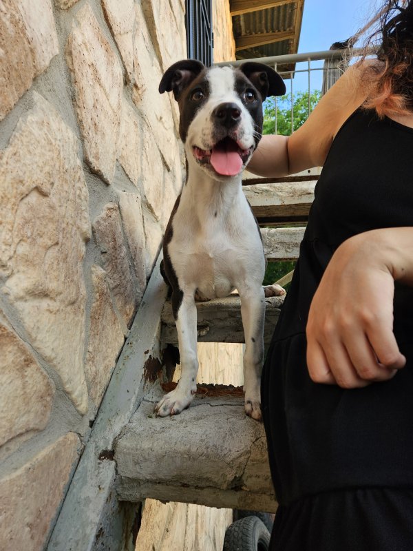Found Dog in San Antonio, TX
