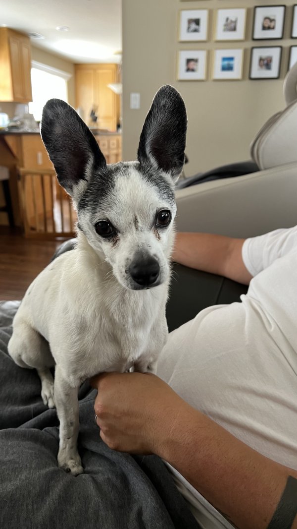 Lost Chihuahua in Salinas, CA