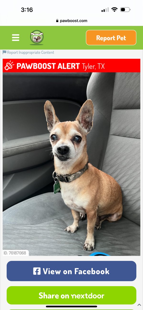 Lost Chihuahua in Tyler, TX