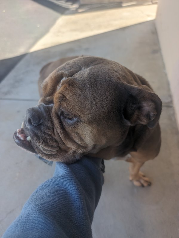 Found Boxer in Pismo Beach, CA