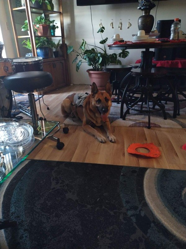 Safe German Shepherd Dog in Long Beach, CA