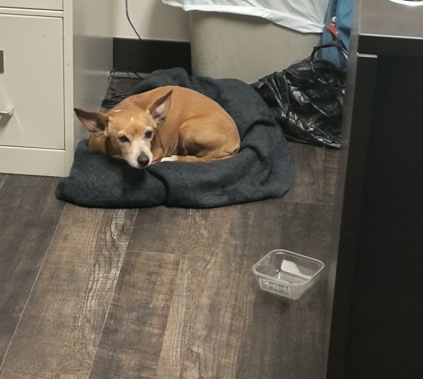 Found Chihuahua 