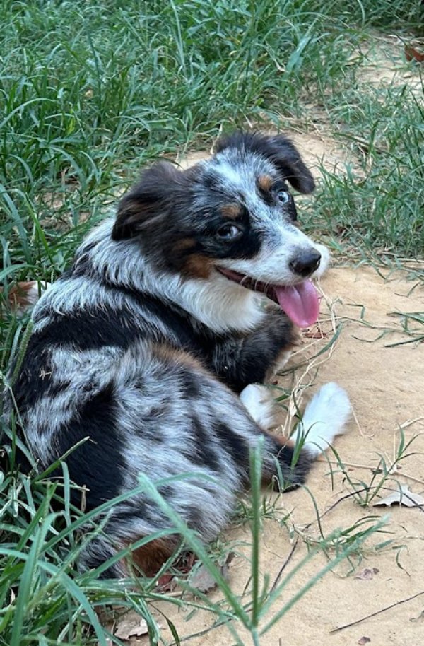 Stolen Australian Shepherd in Crosby, TX