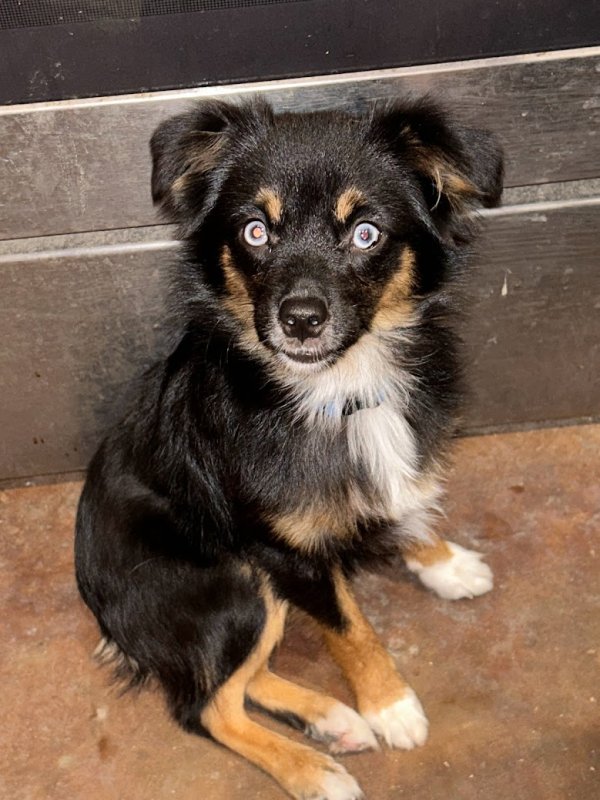 Stolen Australian Shepherd in Crosby, TX