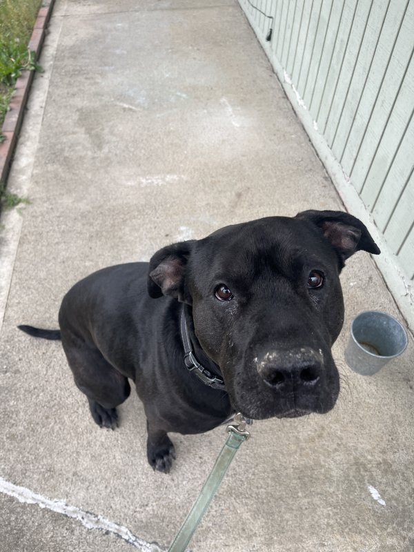 Found Labrador Retriever in Everett, WA