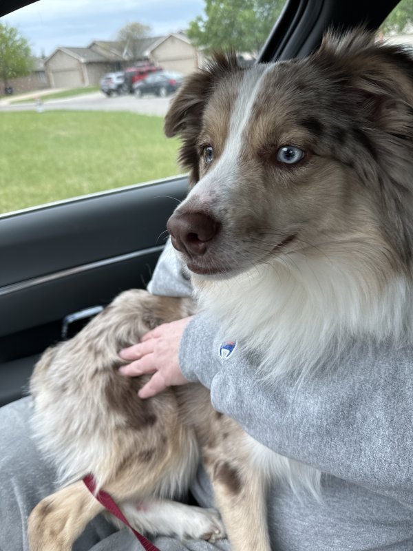 Safe Australian Shepherd in Wichita, KS