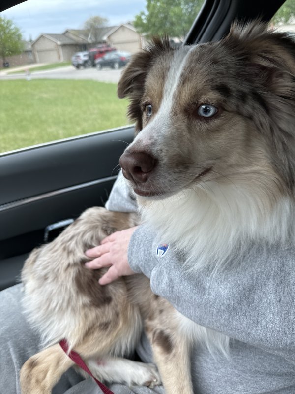 Found Australian Shepherd in Wichita, KS