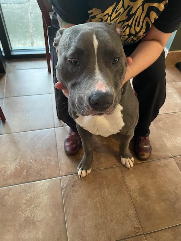 Found Pit Bull in Ooltewah, Tennessee