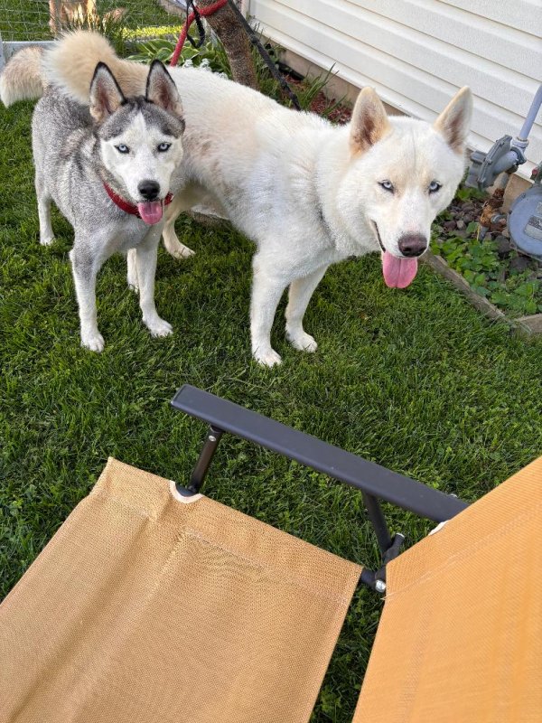 Found Siberian Husky in Andrews Air Force Base, MD