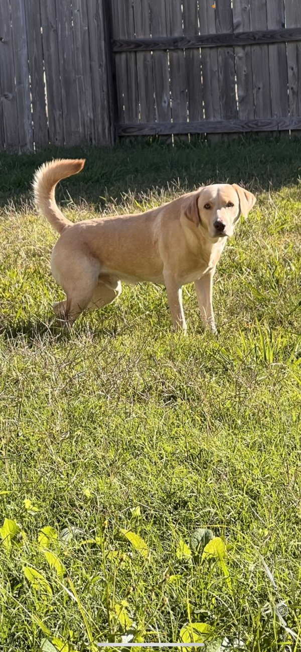 Lost Labrador Retriever in Conroe, TX