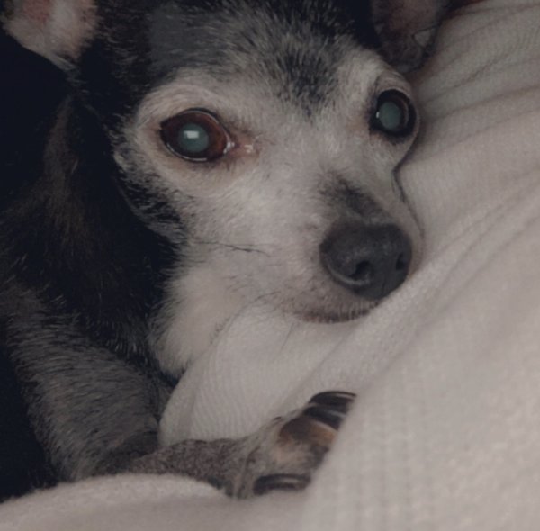 Lost Chihuahua in Lawrence, Massachusetts