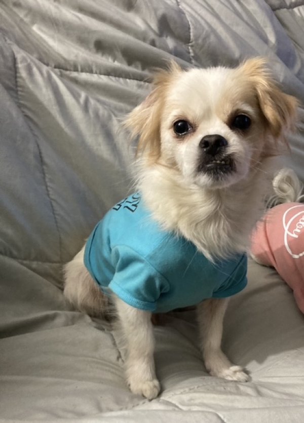 Safe Papillon in Rosie, AR
