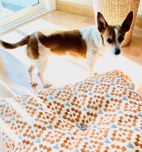 Safe Jack Russell Terrier in Plano, TX