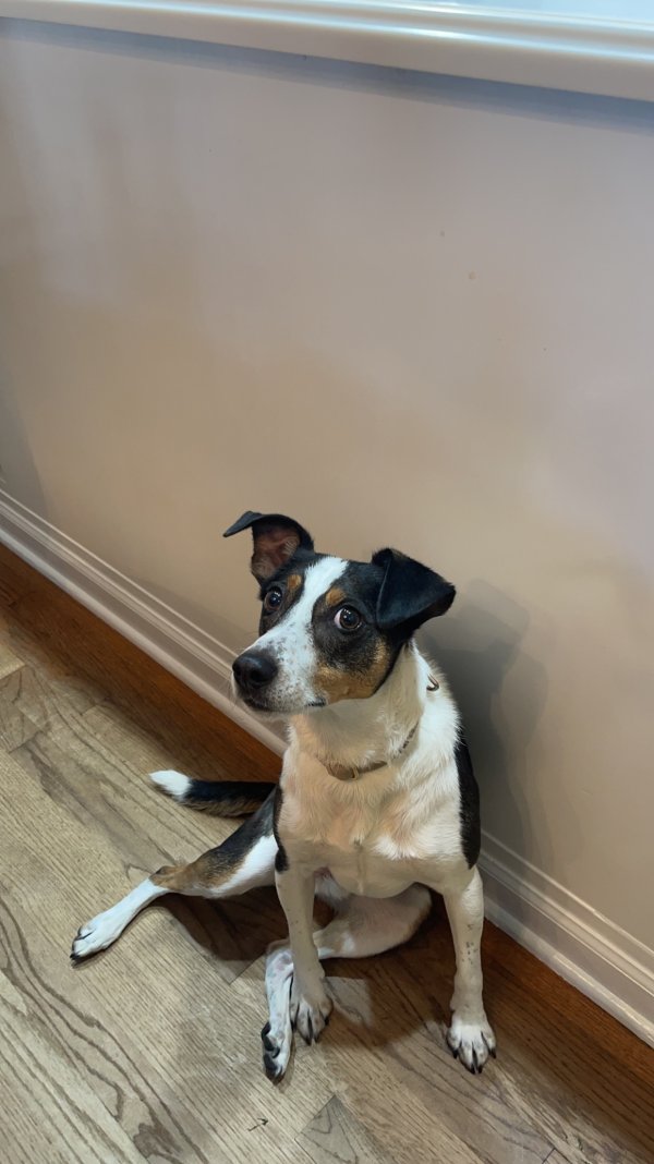 Lost Jack Russell Terrier in Illinois