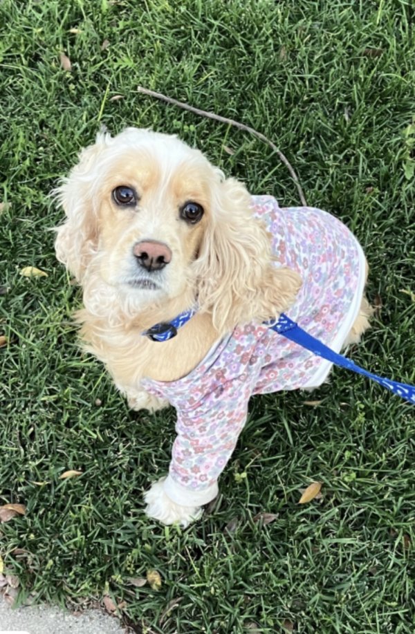 Lost Cocker Spaniel in Riverside, CA