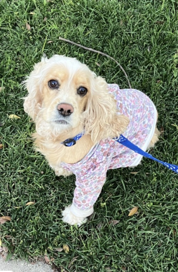 Safe Cocker Spaniel in Riverside, CA