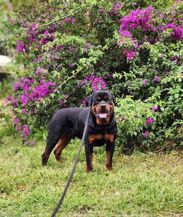 Found Rottweiler in Odessa, FL